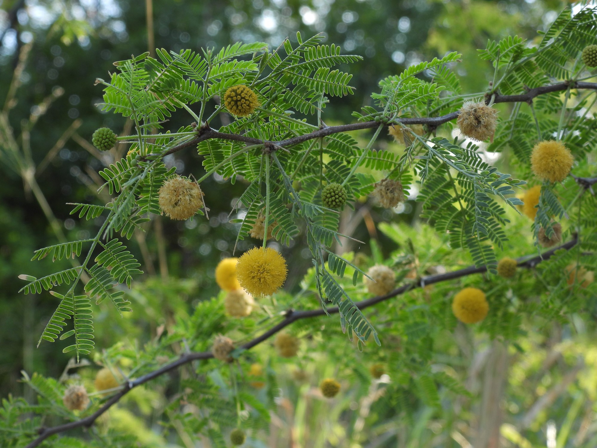 5 loại c&acirc;y mang lại xui xẻo, kh&ocirc;ng n&ecirc;n trồng trong nh&agrave;- Ảnh 3.