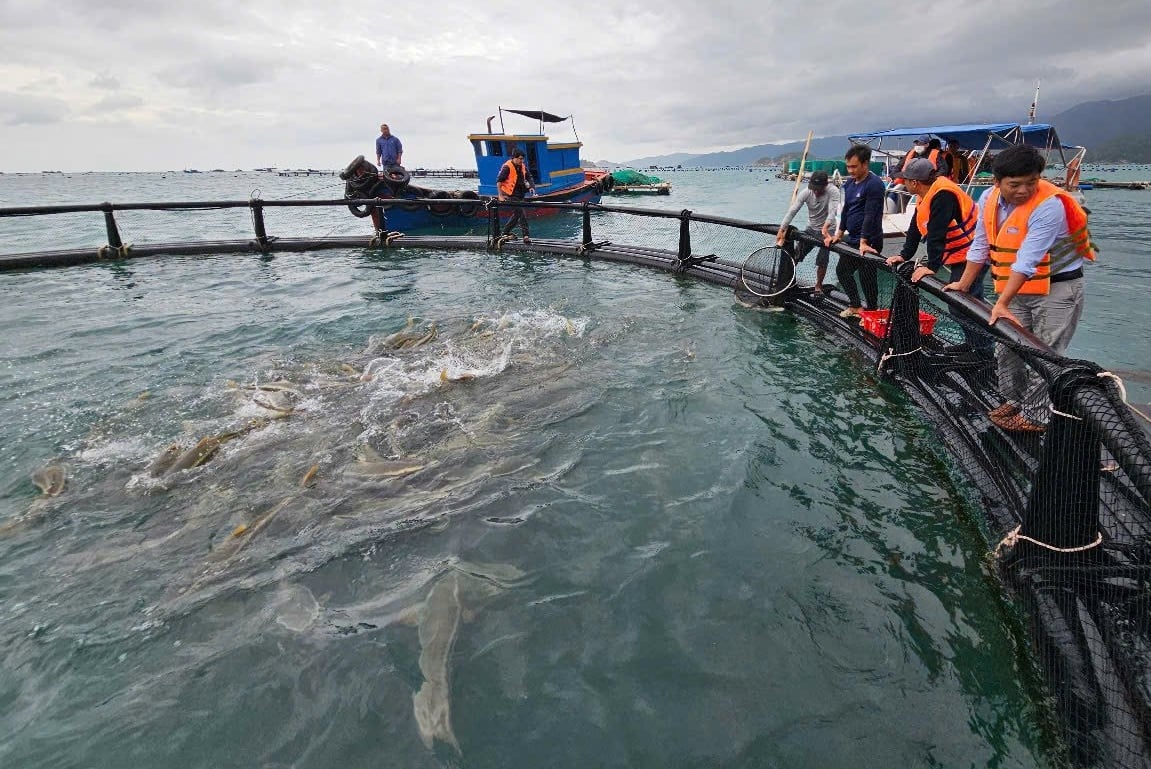 D&ugrave;ng chiếc lồng kỳ diệu, ngư d&acirc;n nu&ocirc;i c&aacute; m&uacute; l&atilde;i gấp 3 lần, h&agrave;ng trăm triệu đổ về t&uacute;i- Ảnh 4.