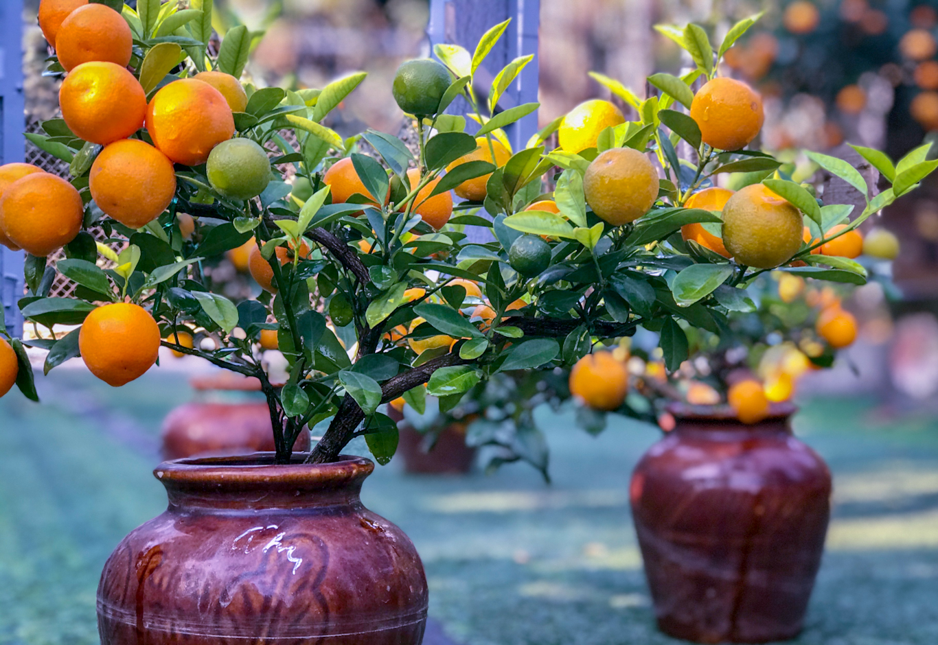 5 loại c&acirc;y n&ecirc;n trồng trong nh&agrave; v&agrave;o ng&agrave;y v&iacute;a Thần T&agrave;i- Ảnh 1.