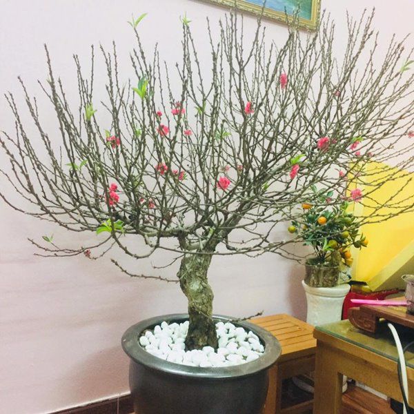 Cảnh b&aacute;o đặc biệt tới c&aacute;c gia đ&igrave;nh đang b&agrave;y hoa đ&agrave;o ng&agrave;y Tết- Ảnh 5.