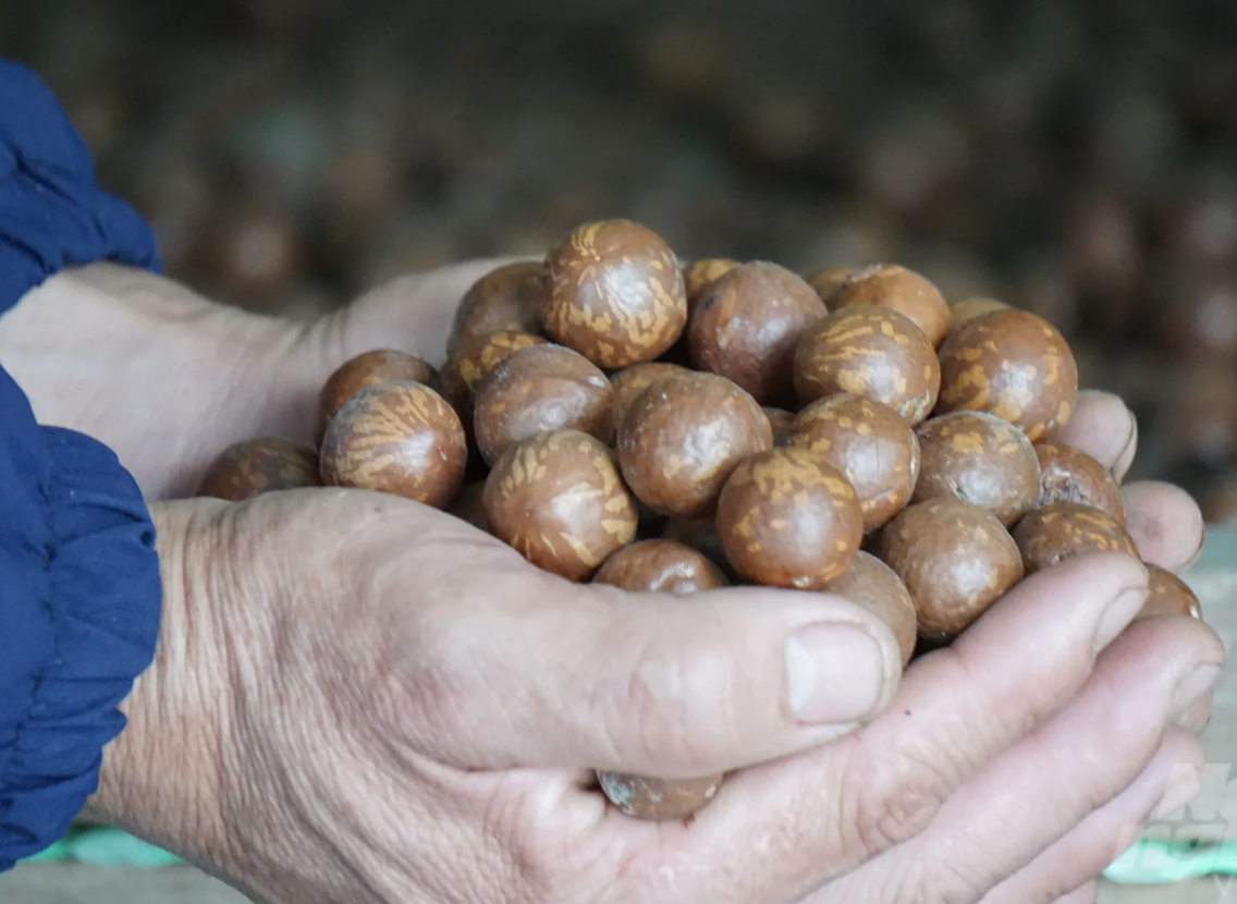 "Nữ hoàng các loại hạt" đắt đỏ bậc nhất thế giới, ví như vàng nâu: Việt Nam có hẳn 1 thủ phủ chuyên trồng- Ảnh 2. "Nữ hoàng các loại hạt" đắt đỏ bậc nhất thế giới, ví như vàng nâu: Việt Nam có hẳn 1 thủ phủ chuyên trồng- Ảnh 2.