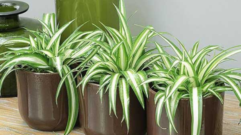 8 loại c&acirc;y tốt nhất cho ph&ograve;ng tắm- Ảnh 4.