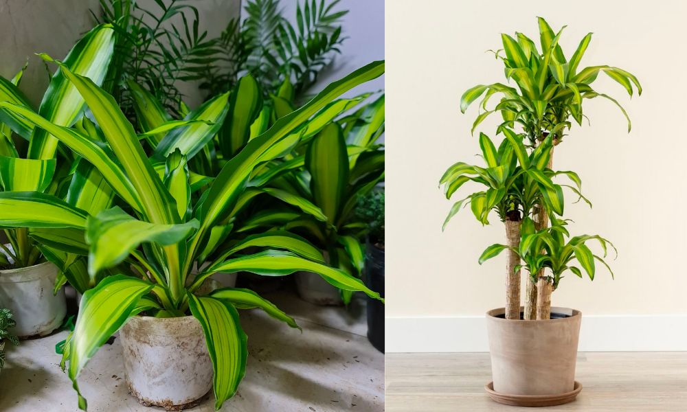 5 thứ N&Ecirc;N mua ng&agrave;y Thần T&agrave;i để xin v&iacute;a, tiền bạc rốp rẻng cả năm- Ảnh 5.