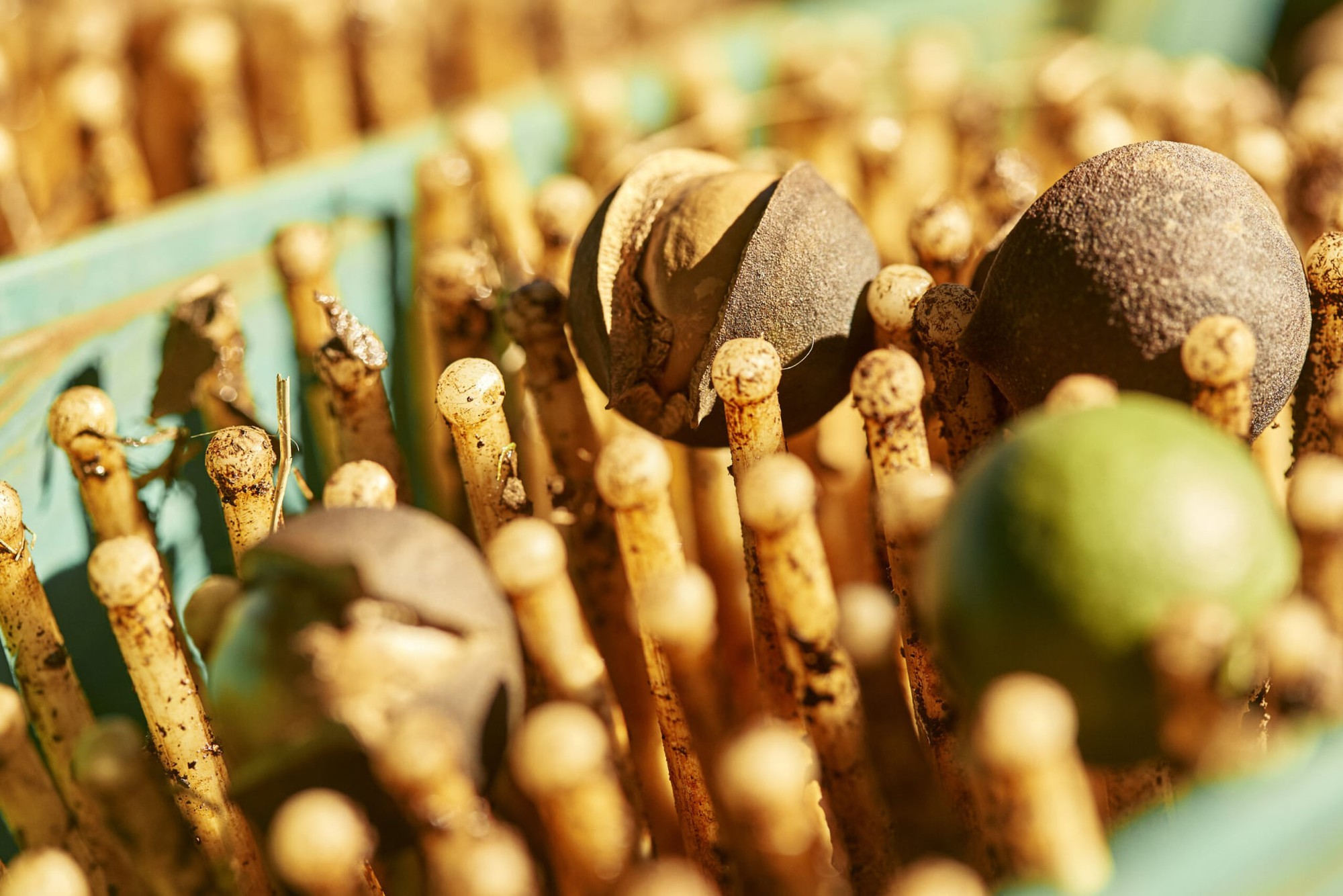 "Nữ hoàng các loại hạt" đắt đỏ bậc nhất thế giới, ví như vàng nâu: Việt Nam có hẳn 1 thủ phủ chuyên trồng- Ảnh 1. "Nữ hoàng các loại hạt" đắt đỏ bậc nhất thế giới, ví như vàng nâu: Việt Nam có hẳn 1 thủ phủ chuyên trồng- Ảnh 1.