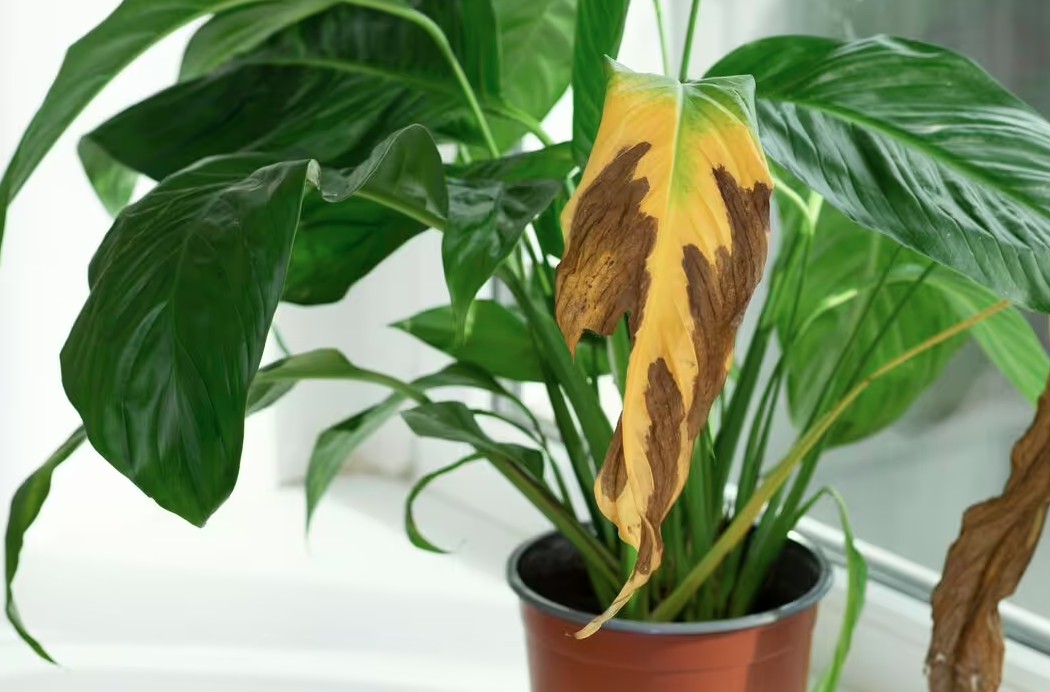 C&acirc;y lan &yacute; &ldquo;rất sợ&rdquo; vị tr&iacute; n&agrave;y trong nh&agrave;, biết tr&aacute;nh th&igrave; c&acirc;y bung hoa rực rỡ, xanh tốt quanh năm- Ảnh 1.