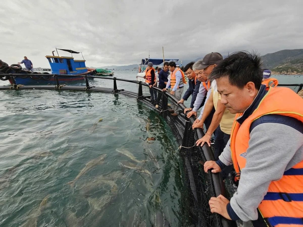 D&ugrave;ng chiếc lồng kỳ diệu, ngư d&acirc;n nu&ocirc;i c&aacute; m&uacute; l&atilde;i gấp 3 lần, h&agrave;ng trăm triệu đổ về t&uacute;i- Ảnh 1.