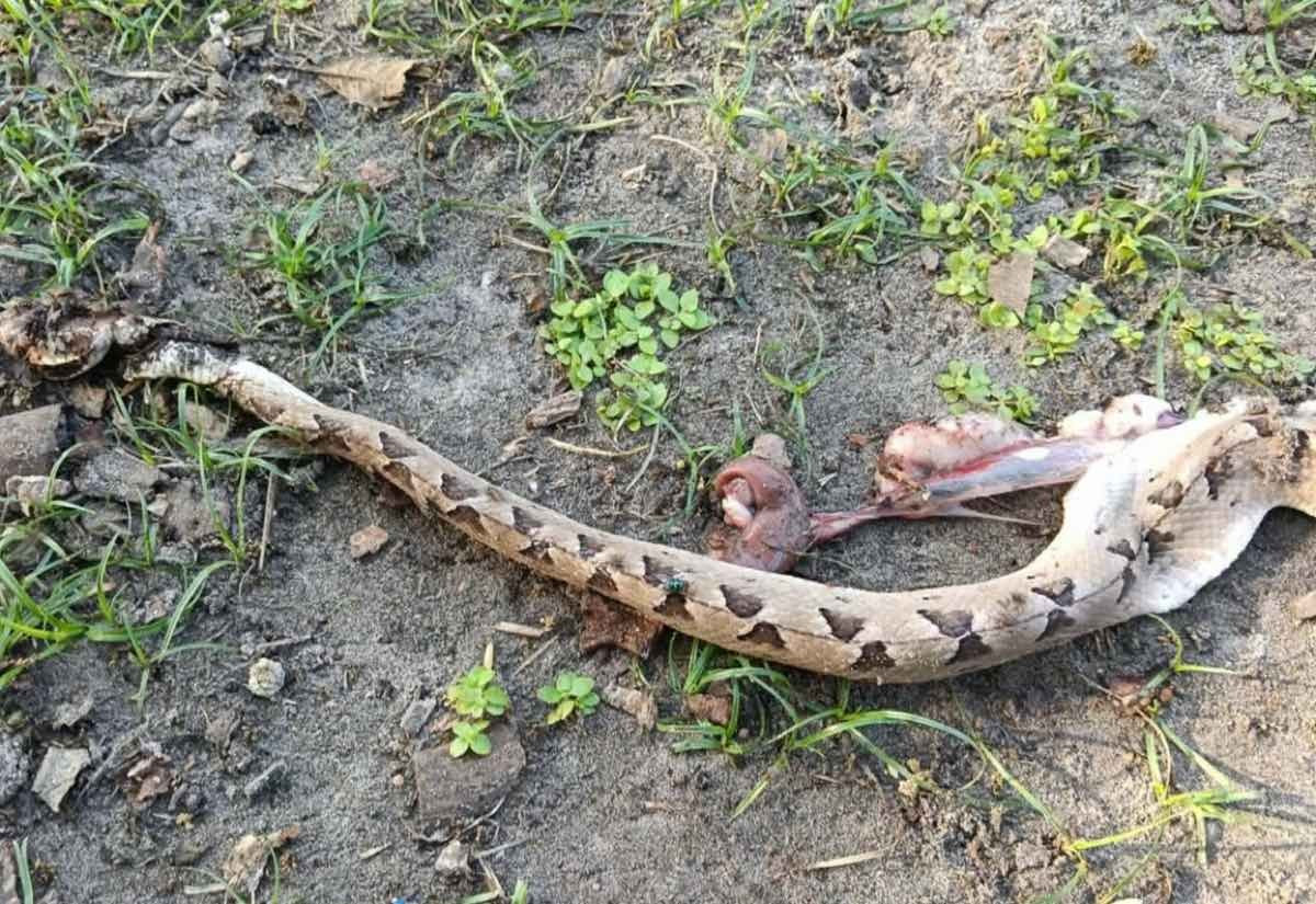 Uống thuốc d&acirc;n gian sau khi bị rắn cắn, cụ b&agrave; 76 tuổi nguy kịch- Ảnh 2.