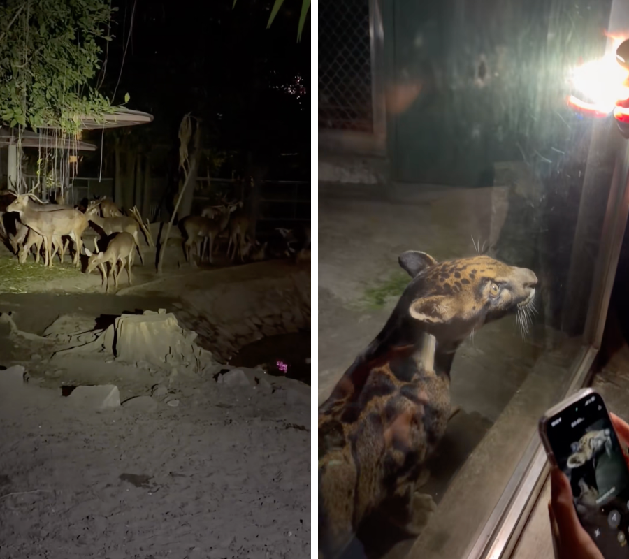 Kh&aacute;ch H&agrave;n ng&atilde; ngửa đi tour đ&ecirc;m mới biết d&agrave;n th&uacute; Thảo Cầm Vi&ecirc;n cũng bị d&iacute; KPI- Ảnh 3.