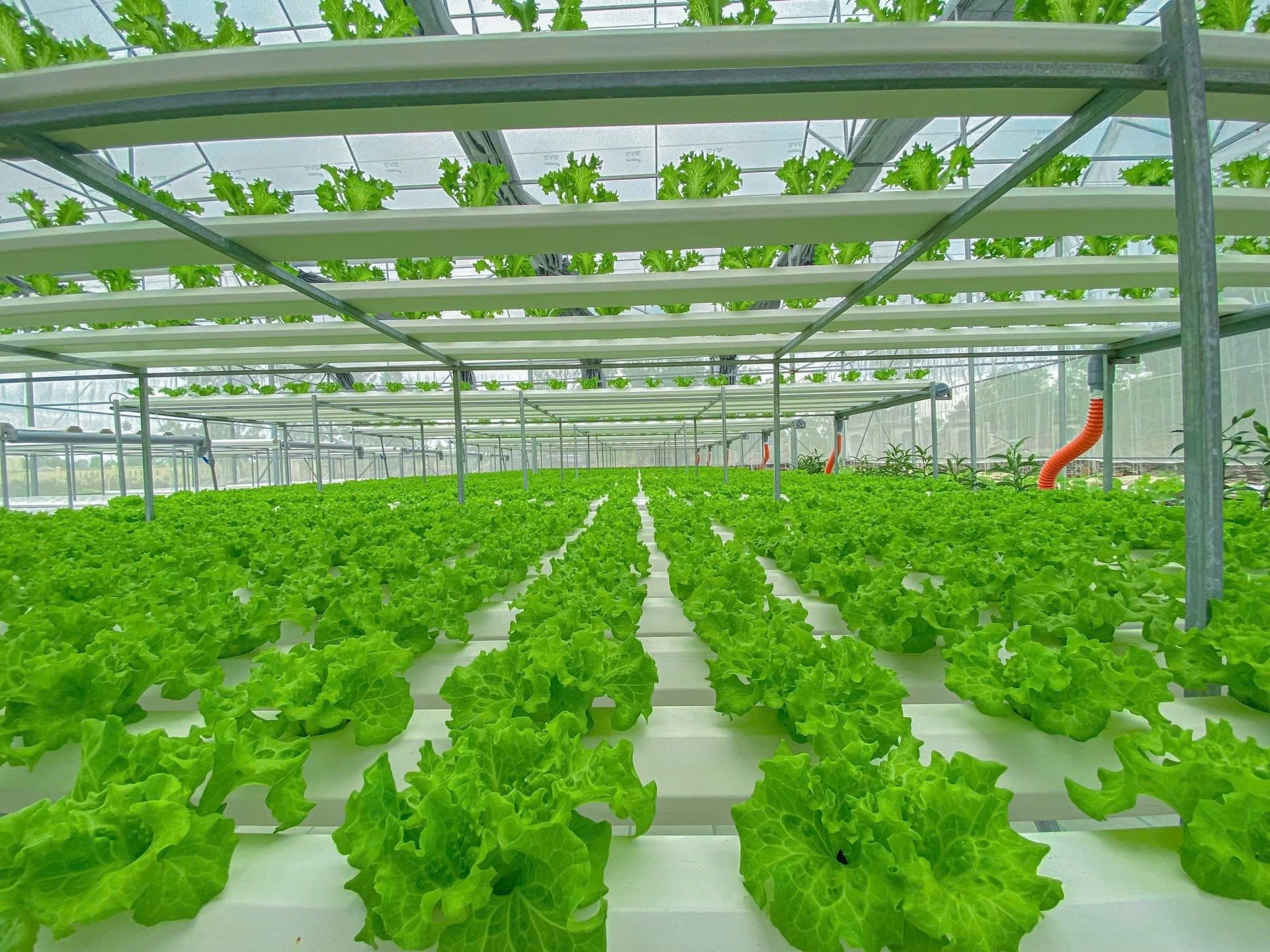 Anh kỹ sư lập tr&igrave;nh bỏ phố về qu&ecirc;, x&acirc;y 'resort 5 sao' cho rau, thu h&uacute;t 10.000 người đến- Ảnh 2.