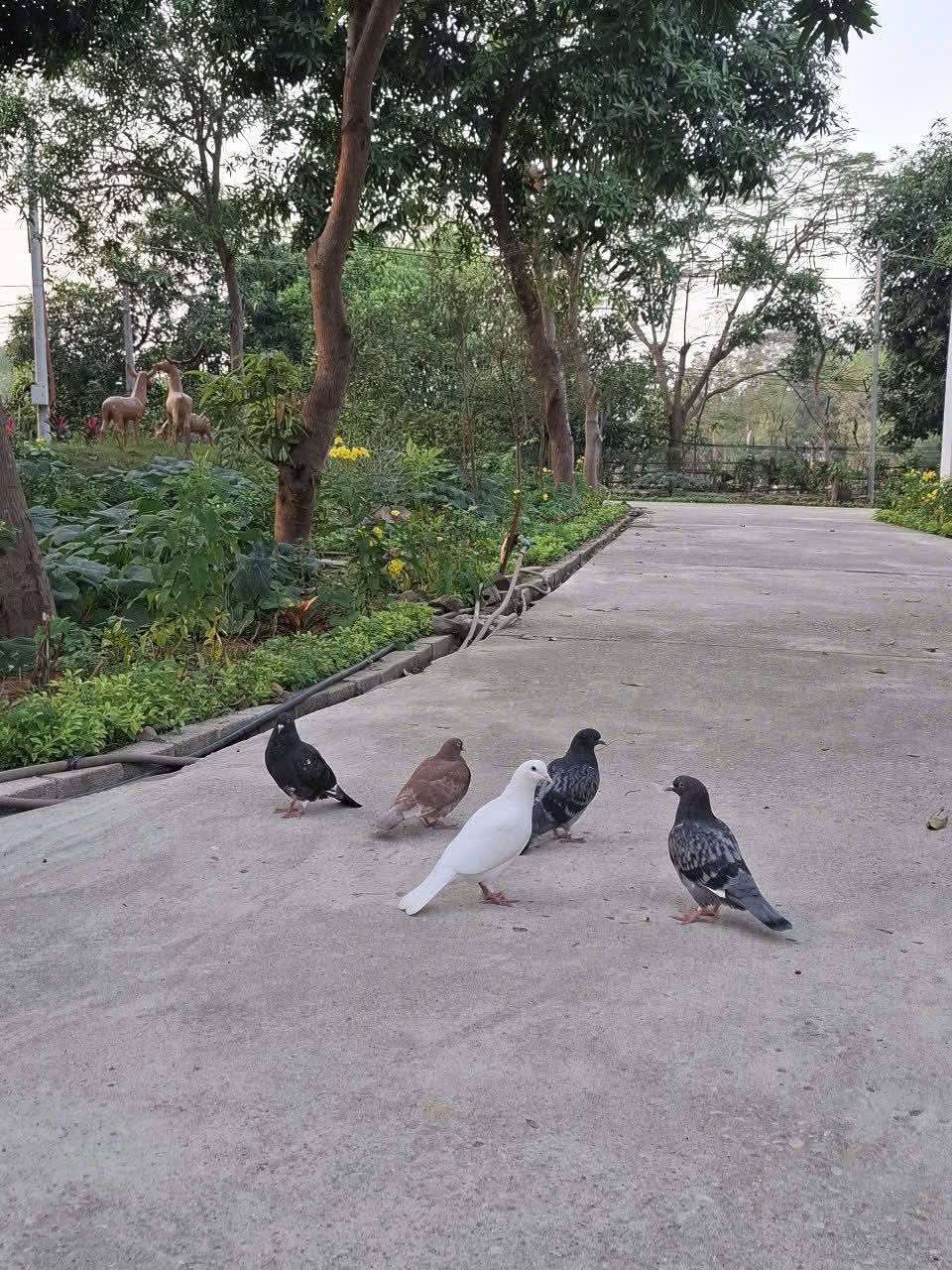 Một viện dưỡng l&atilde;o ở r&igrave;a H&agrave; Nội: Gần n&uacute;i Ba V&igrave;, c&oacute; ph&ograve;ng ở như căn hộ chung cư thu nhỏ- Ảnh 8.