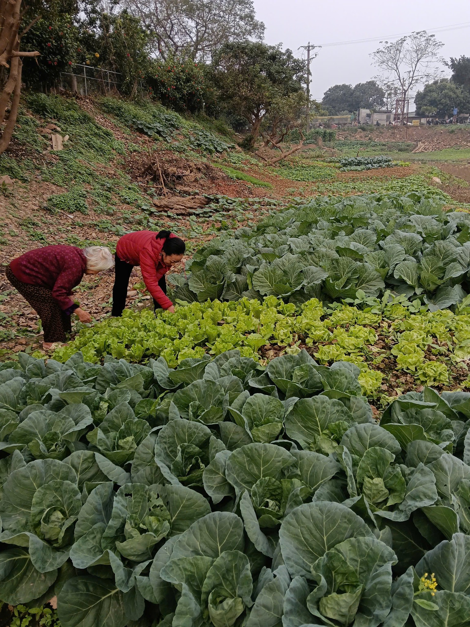 Một viện dưỡng l&atilde;o ở r&igrave;a H&agrave; Nội: Gần n&uacute;i Ba V&igrave;, c&oacute; ph&ograve;ng ở như căn hộ chung cư thu nhỏ- Ảnh 2.