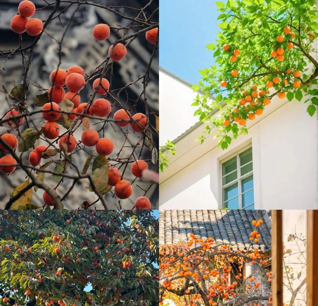 D&ugrave; gi&agrave;u hay ngh&egrave;o, trước khi trồng c&acirc;y trong s&acirc;n h&atilde;y nhớ 3 điều n&ecirc;n l&agrave;m - 4 điều tuyệt đối tr&aacute;nh để khỏi &ldquo;rước&rdquo; rắc rối về nh&agrave;- Ảnh 4.