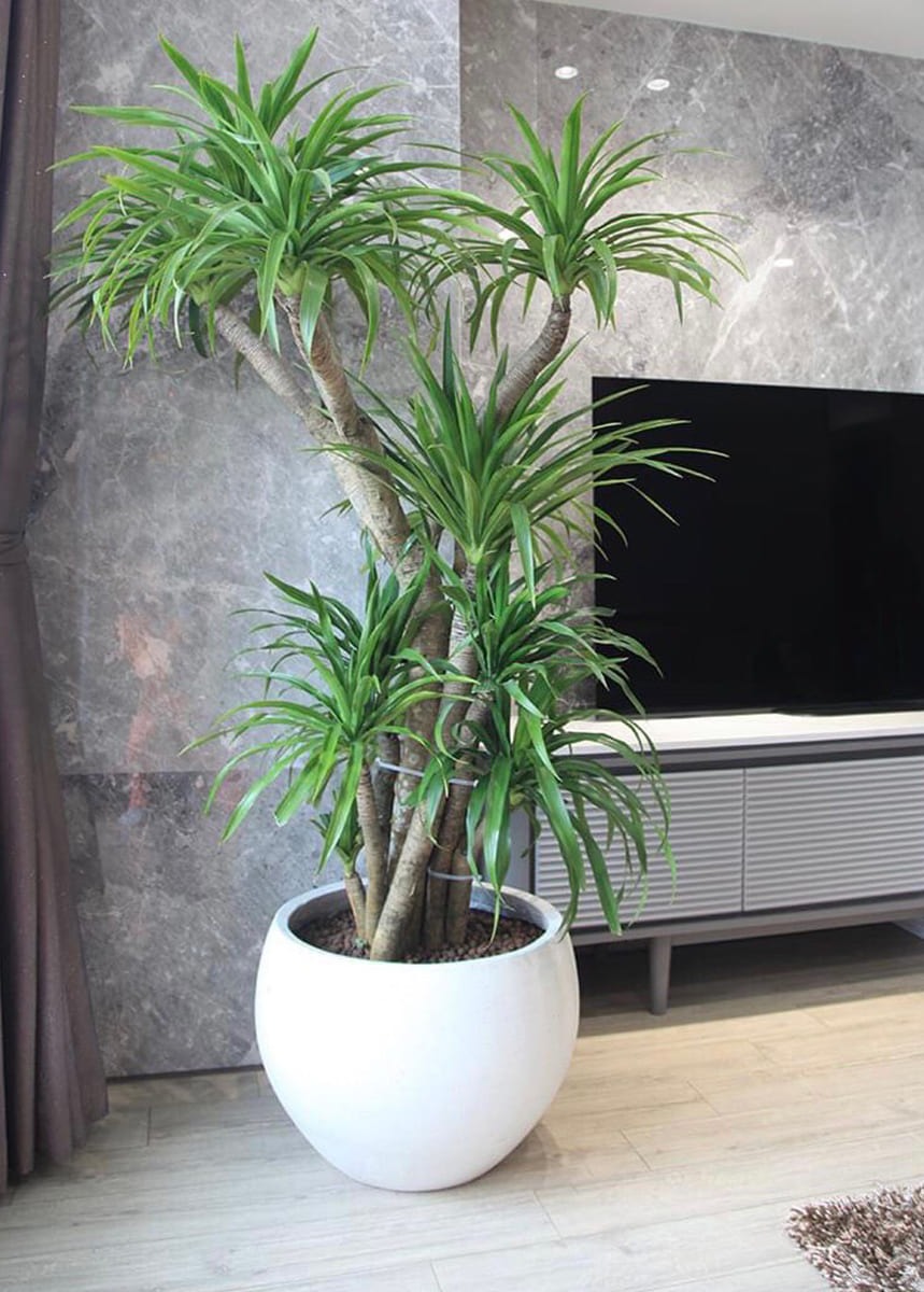 L&agrave;m 4 việc trong ng&agrave;y v&iacute;a Thần T&agrave;i: Lộc v&agrave;o cửa trước, tiền v&agrave;o cửa sau, cả năm sung t&uacute;c đủ đầy- Ảnh 2.