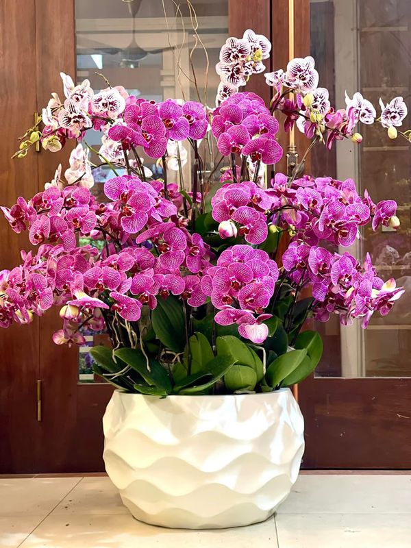 Cảnh báo đặc biệt tới các gia đình đang bày lan ngày Tết- Ảnh 1. Cảnh báo đặc biệt tới các gia đình đang bày lan ngày Tết- Ảnh 1.