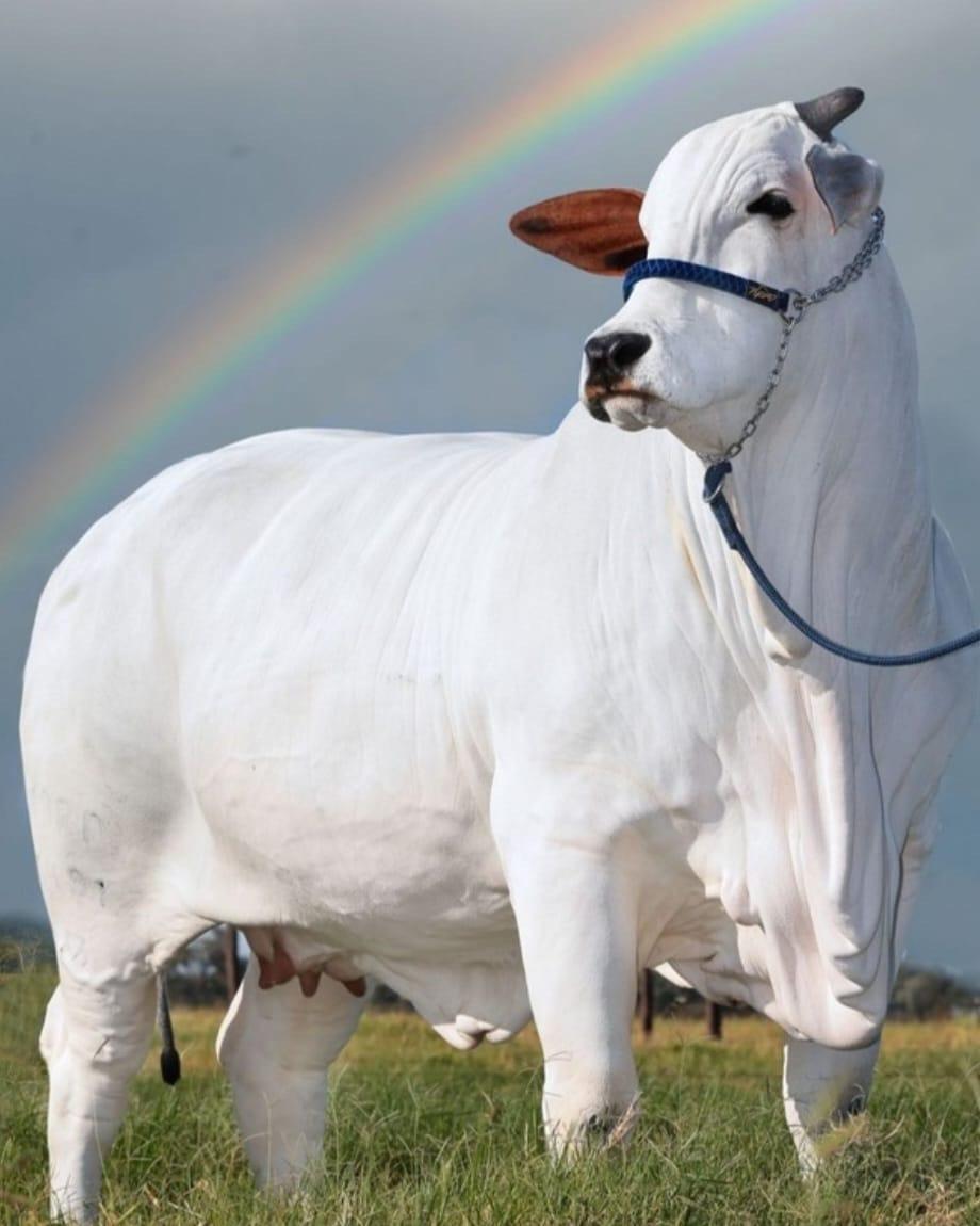 Đ&acirc;y l&agrave; con b&ograve; đắt nhất thế giới với trọng lượng hơn 1 tấn v&agrave; c&oacute; gi&aacute; hơn 4 triệu USD- Ảnh 3.