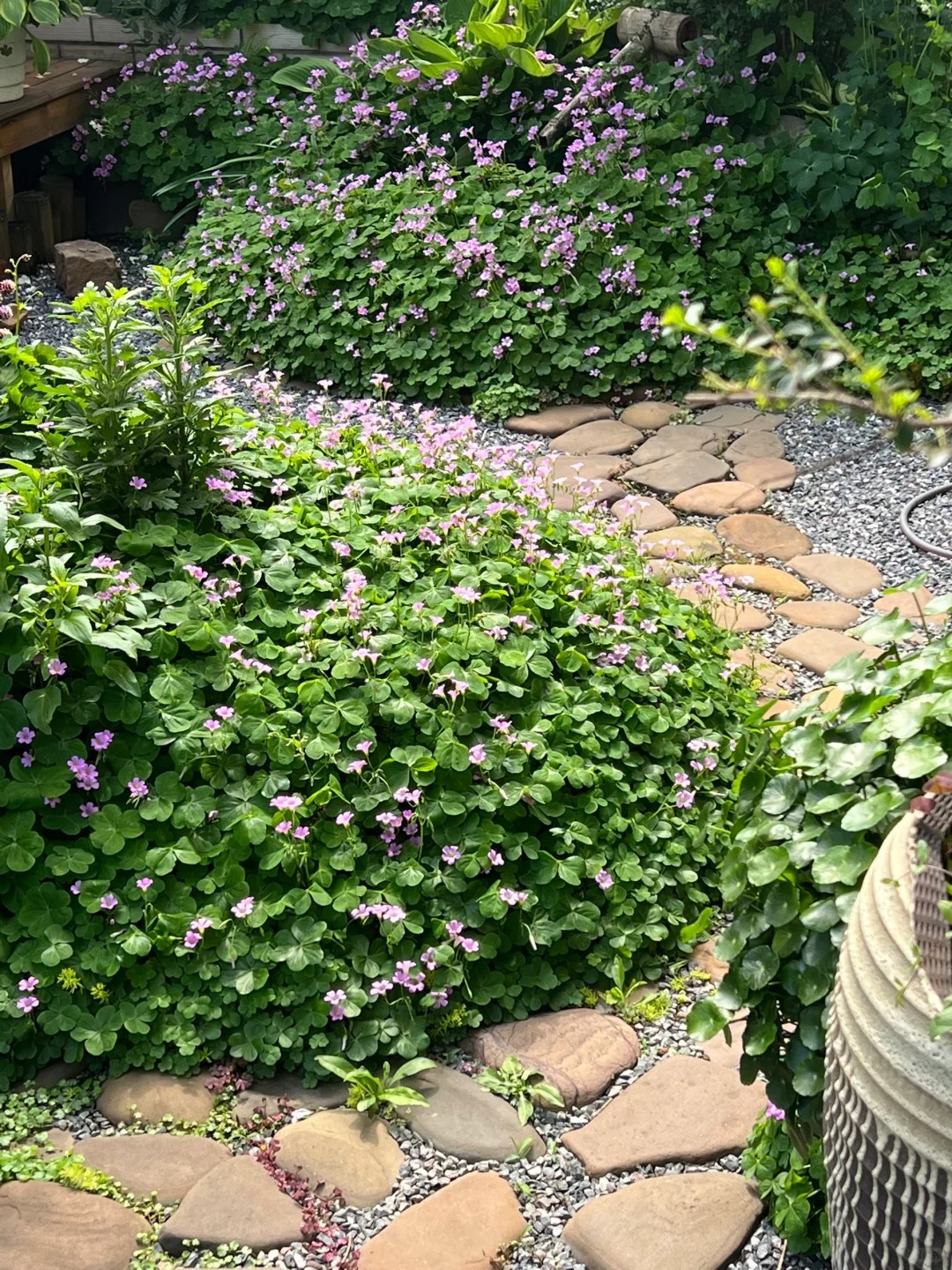 Đừng dại trồng 8 loại cây này trong nhà và sân vườn: Đẹp trước mắt, “đau ví” về sau- Ảnh 6. Đừng dại trồng 8 loại cây này trong nhà và sân vườn: Đẹp trước mắt, “đau ví” về sau- Ảnh 6.