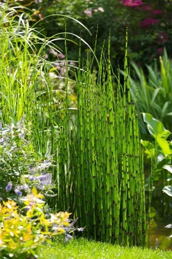 Đừng dại trồng 8 loại cây này trong nhà và sân vườn: Đẹp trước mắt, “đau ví” về sau- Ảnh 3. Đừng dại trồng 8 loại cây này trong nhà và sân vườn: Đẹp trước mắt, “đau ví” về sau- Ảnh 3.