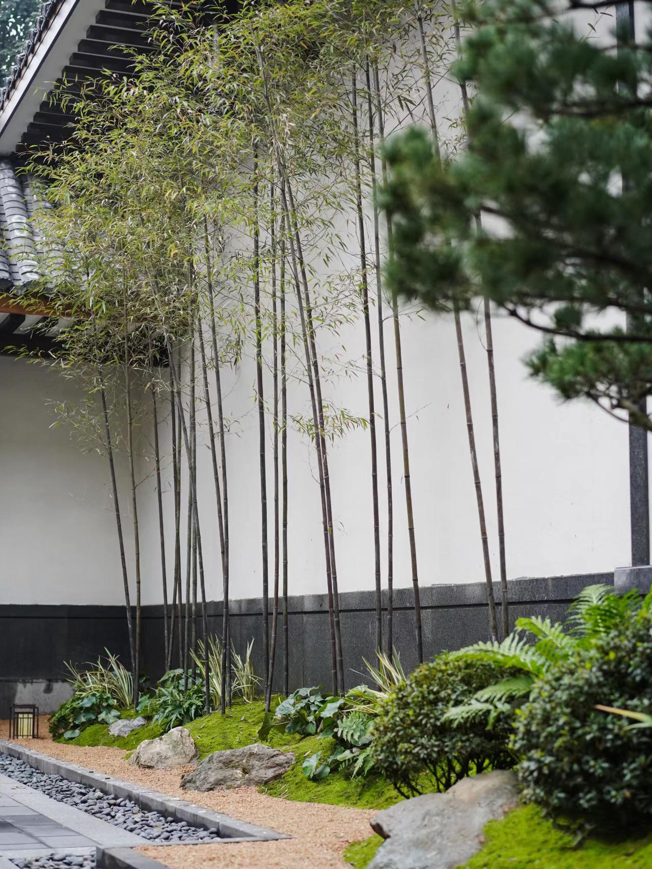 Đừng dại trồng 8 loại cây này trong nhà và sân vườn: Đẹp trước mắt, “đau ví” về sau- Ảnh 5. Đừng dại trồng 8 loại cây này trong nhà và sân vườn: Đẹp trước mắt, “đau ví” về sau- Ảnh 5.