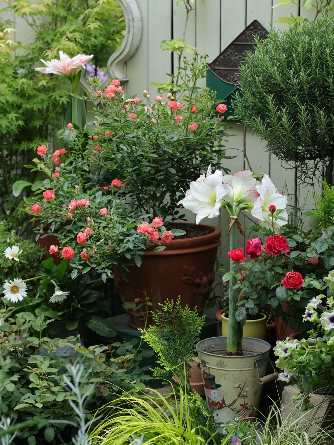 Đừng dại trồng 8 loại cây này trong nhà và sân vườn: Đẹp trước mắt, “đau ví” về sau- Ảnh 8. Đừng dại trồng 8 loại cây này trong nhà và sân vườn: Đẹp trước mắt, “đau ví” về sau- Ảnh 8.