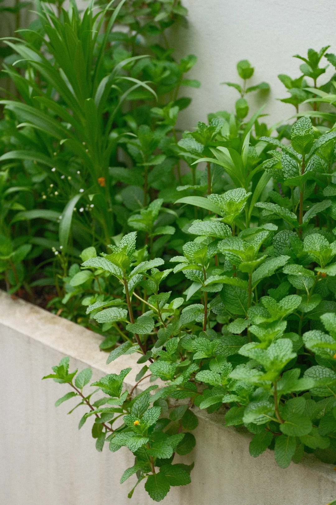 Đừng dại trồng 8 loại cây này trong nhà và sân vườn: Đẹp trước mắt, “đau ví” về sau- Ảnh 4. Đừng dại trồng 8 loại cây này trong nhà và sân vườn: Đẹp trước mắt, “đau ví” về sau- Ảnh 4.