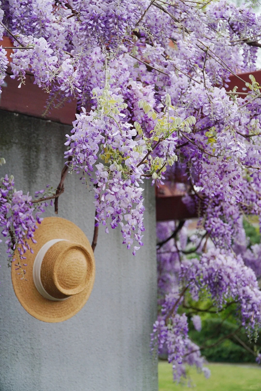 Đừng dại trồng 8 loại cây này trong nhà và sân vườn: Đẹp trước mắt, “đau ví” về sau- Ảnh 1. Đừng dại trồng 8 loại cây này trong nhà và sân vườn: Đẹp trước mắt, “đau ví” về sau- Ảnh 1.