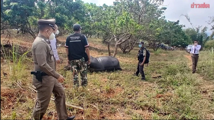 Gh&eacute; vườn nh&atilde;n, người phụ nữ sững sờ thấy sinh vật khổng lồ nằm bất động, hiện trường lập tức bị phong tỏa- Ảnh 1.