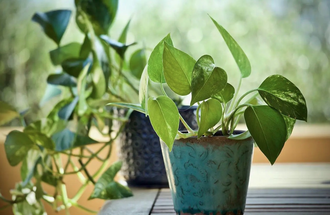 3 loại c&acirc;y n&ecirc;n trồng trong nh&agrave; ngay m&ugrave;a xu&acirc;n n&agrave;y- Ảnh 2.