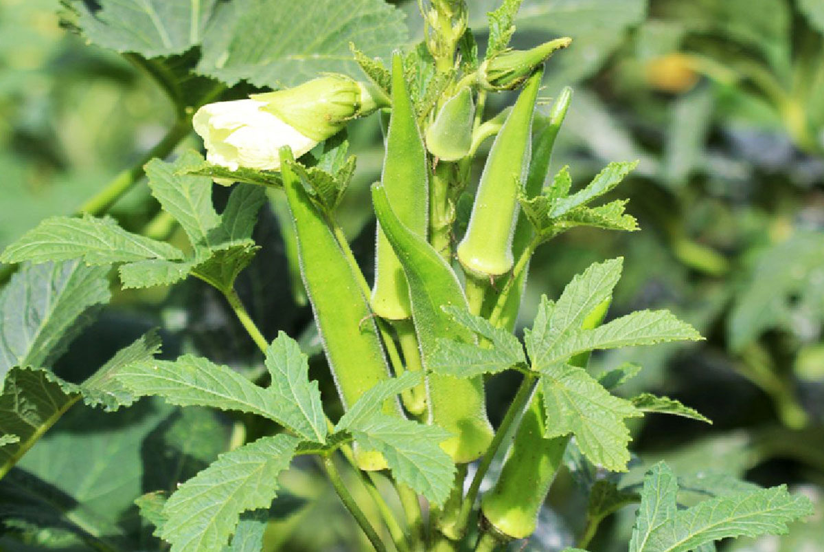 Người tiểu đường c&oacute; n&ecirc;n ăn đậu bắp? 5 lợi &iacute;ch sức khỏe khiến nhiều người bất ngờ- Ảnh 4.