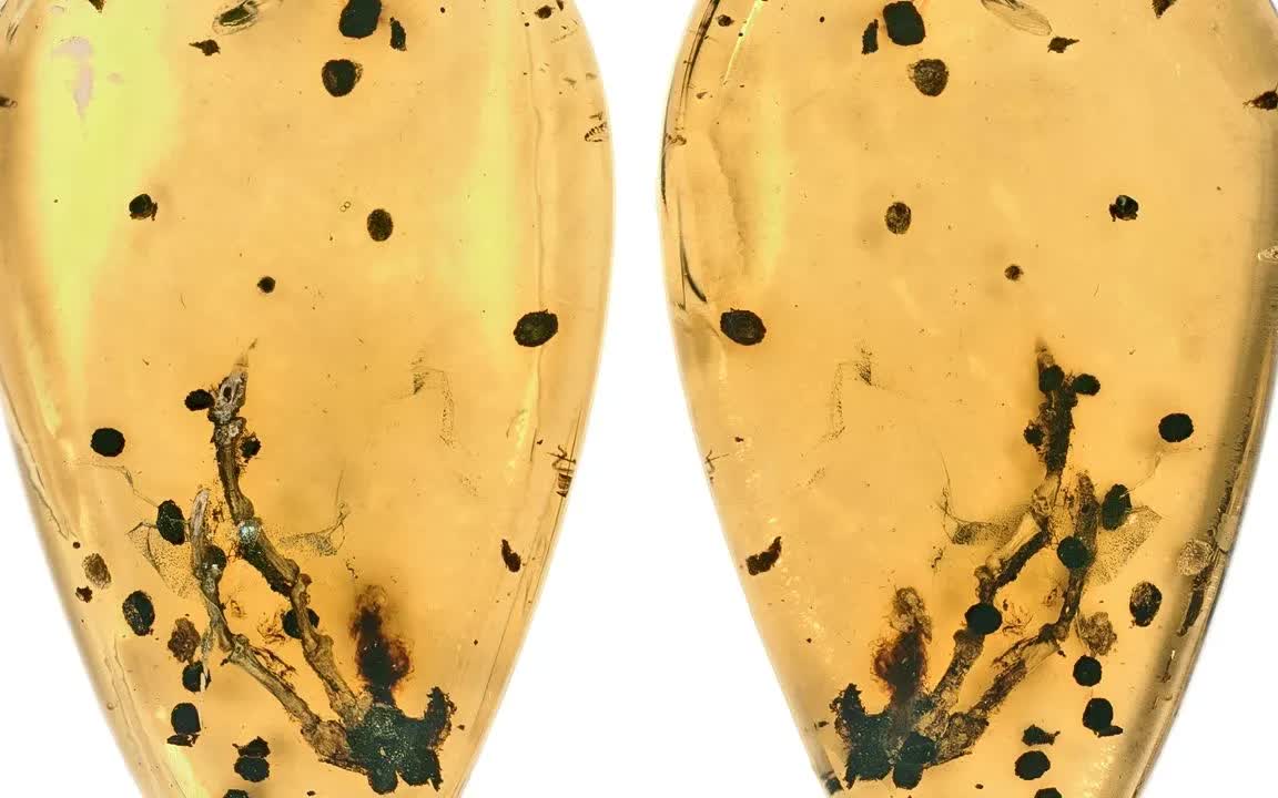 (Ảnh: Global Times)