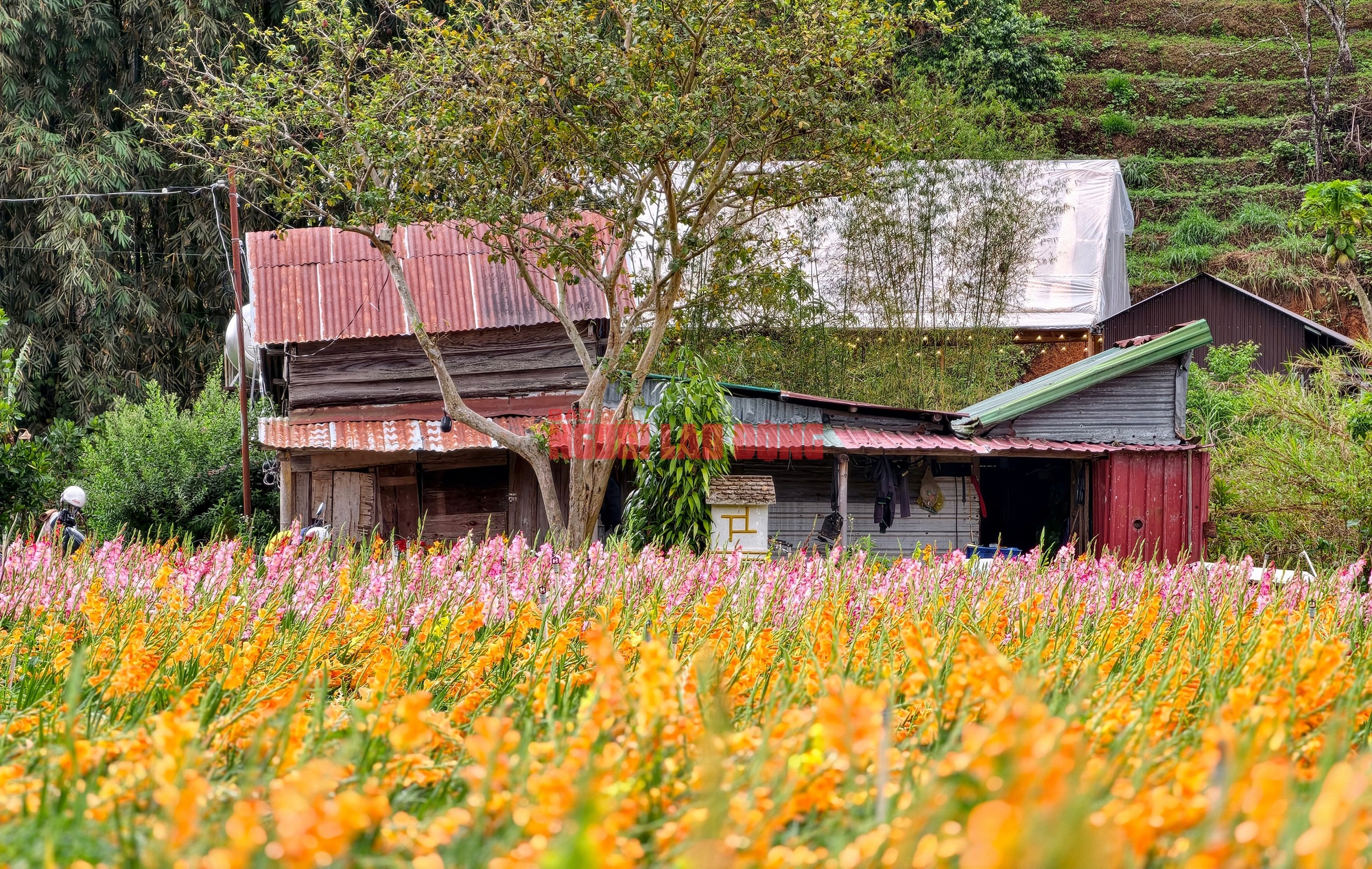 Vườn hoa lay-ơn nở muộn bất ngờ trở nên rất hot ở Đà Lạt- Ảnh 1. Vườn hoa lay-ơn nở muộn bất ngờ trở nên rất hot ở Đà Lạt- Ảnh 1.