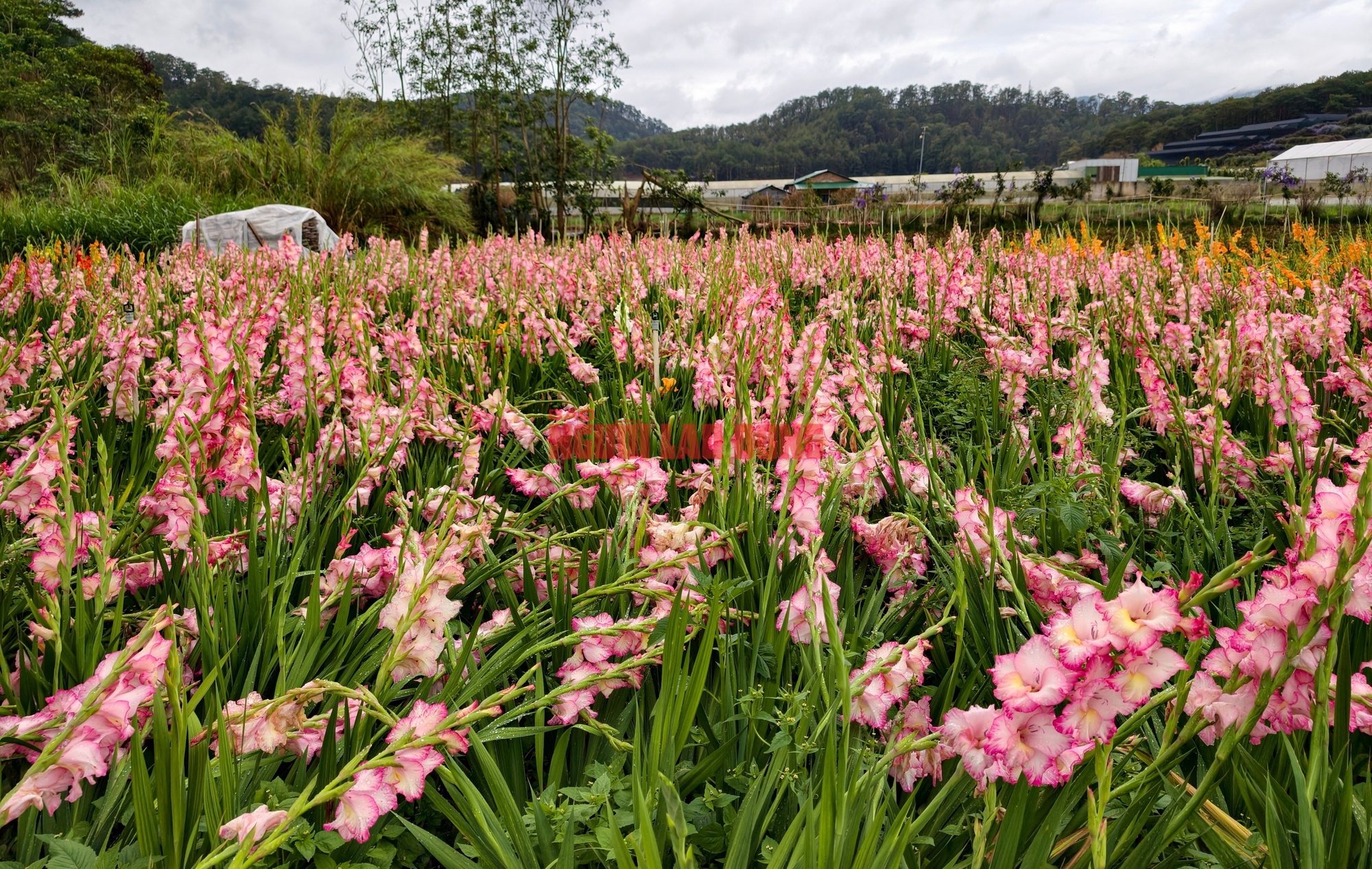 Vườn hoa lay-ơn nở muộn bất ngờ trở nên rất hot ở Đà Lạt- Ảnh 2. Vườn hoa lay-ơn nở muộn bất ngờ trở nên rất hot ở Đà Lạt- Ảnh 2.