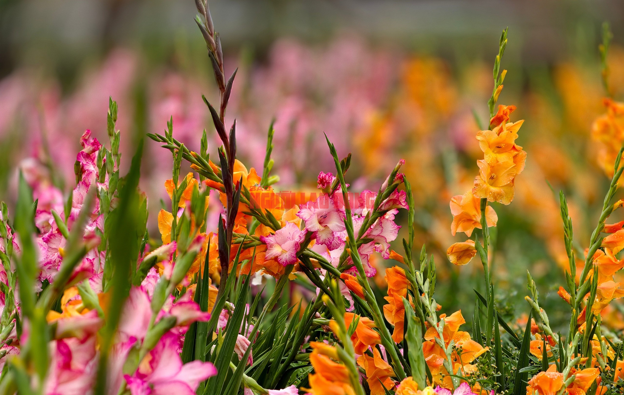 Vườn hoa lay-ơn nở muộn bất ngờ trở nên rất hot ở Đà Lạt- Ảnh 3. Vườn hoa lay-ơn nở muộn bất ngờ trở nên rất hot ở Đà Lạt- Ảnh 3.