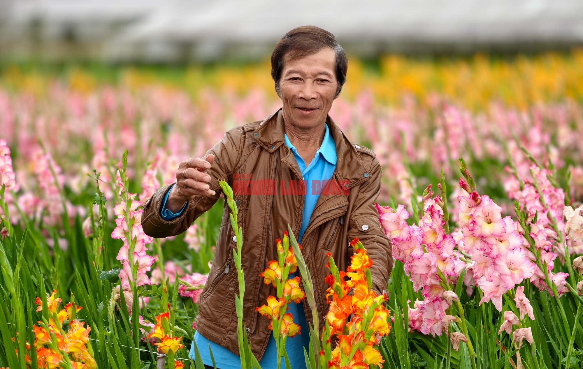 Vườn hoa lay-ơn nở muộn bất ngờ trở nên rất hot ở Đà Lạt- Ảnh 4. Vườn hoa lay-ơn nở muộn bất ngờ trở nên rất hot ở Đà Lạt- Ảnh 4.