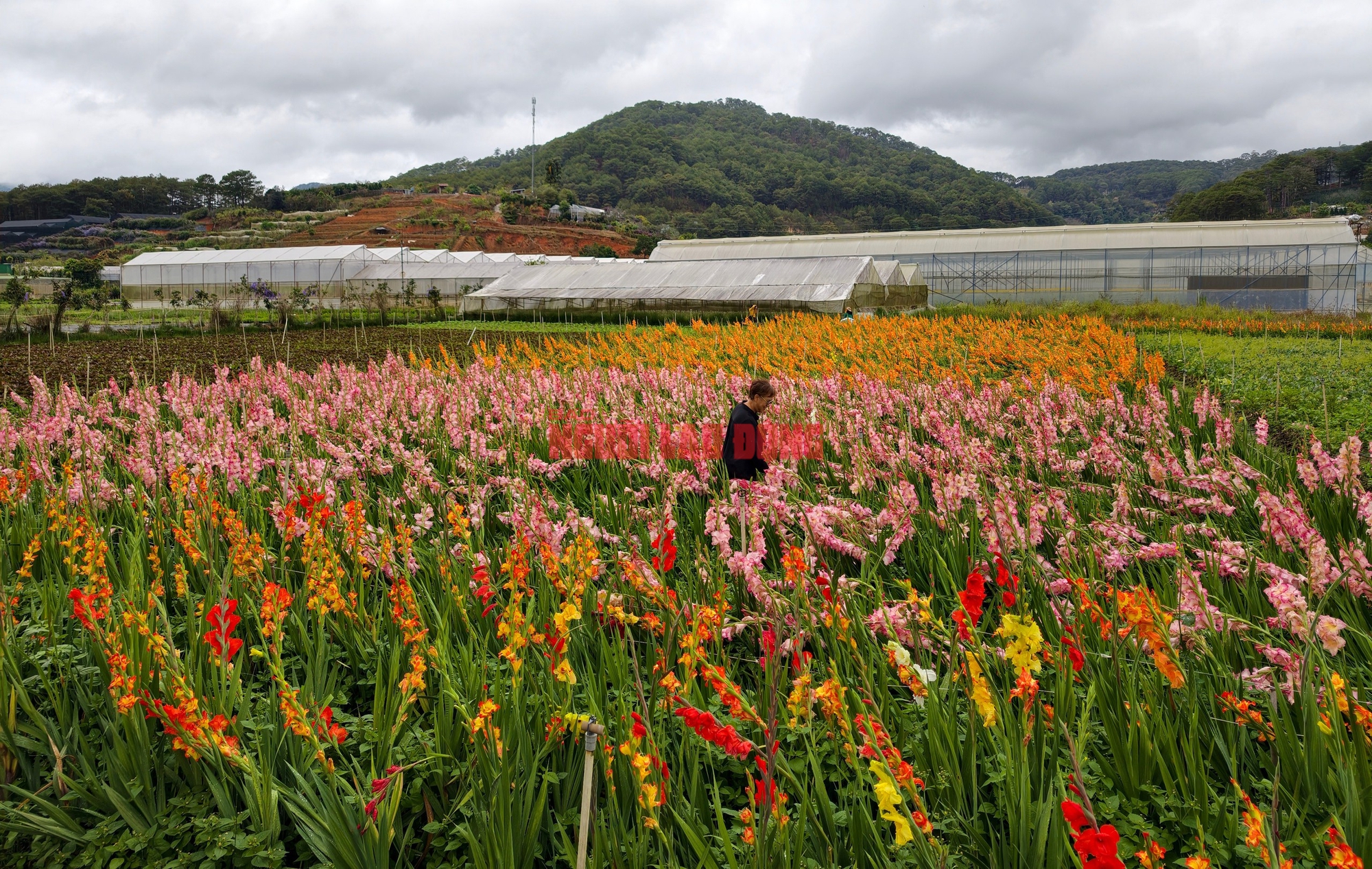 Vườn hoa lay-ơn nở muộn bất ngờ trở nên rất hot ở Đà Lạt- Ảnh 5. Vườn hoa lay-ơn nở muộn bất ngờ trở nên rất hot ở Đà Lạt- Ảnh 5.
