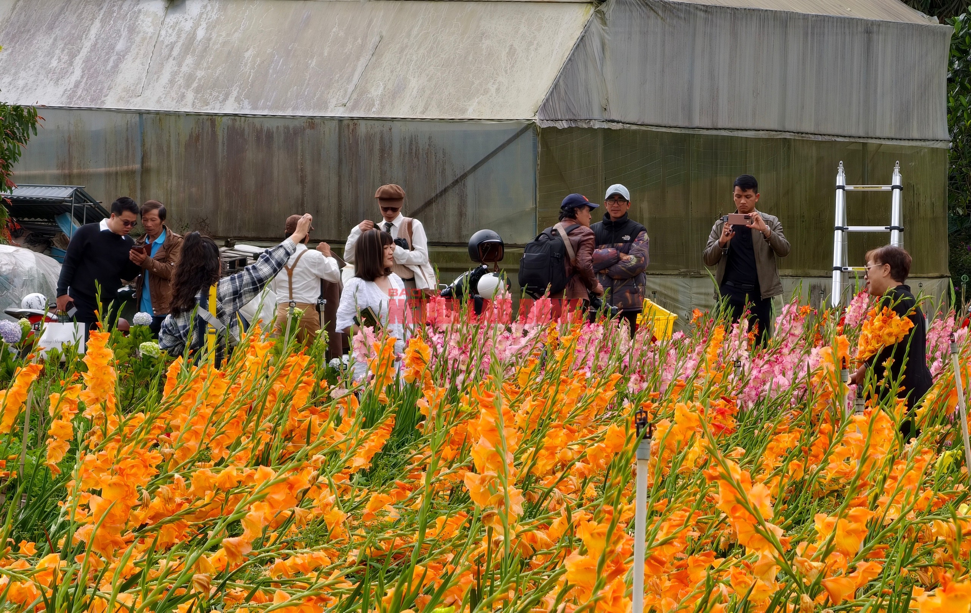 Vườn hoa lay-ơn nở muộn bất ngờ trở nên rất hot ở Đà Lạt- Ảnh 6. Vườn hoa lay-ơn nở muộn bất ngờ trở nên rất hot ở Đà Lạt- Ảnh 6.