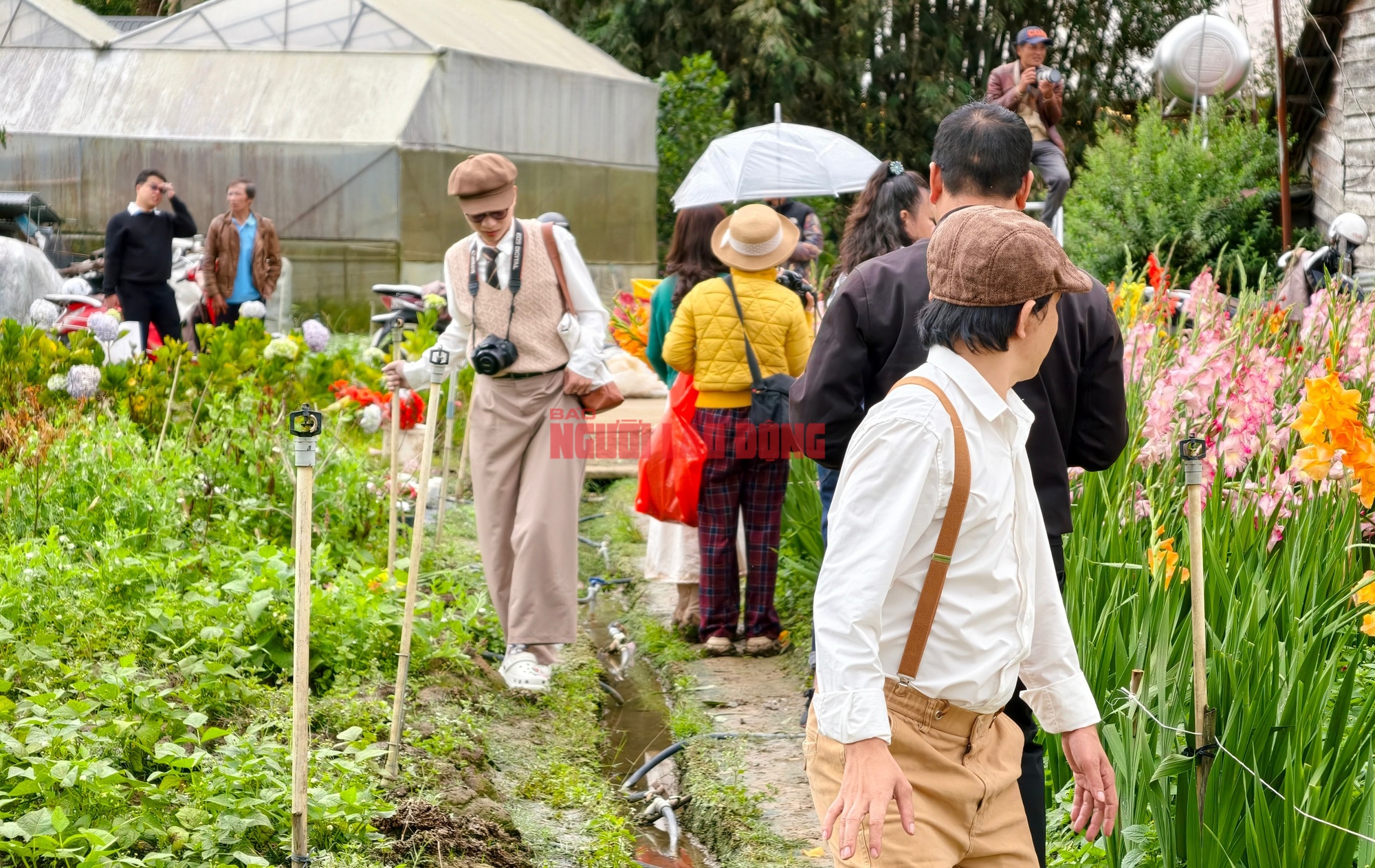 Vườn hoa lay-ơn nở muộn bất ngờ trở nên rất hot ở Đà Lạt- Ảnh 7. Vườn hoa lay-ơn nở muộn bất ngờ trở nên rất hot ở Đà Lạt- Ảnh 7.