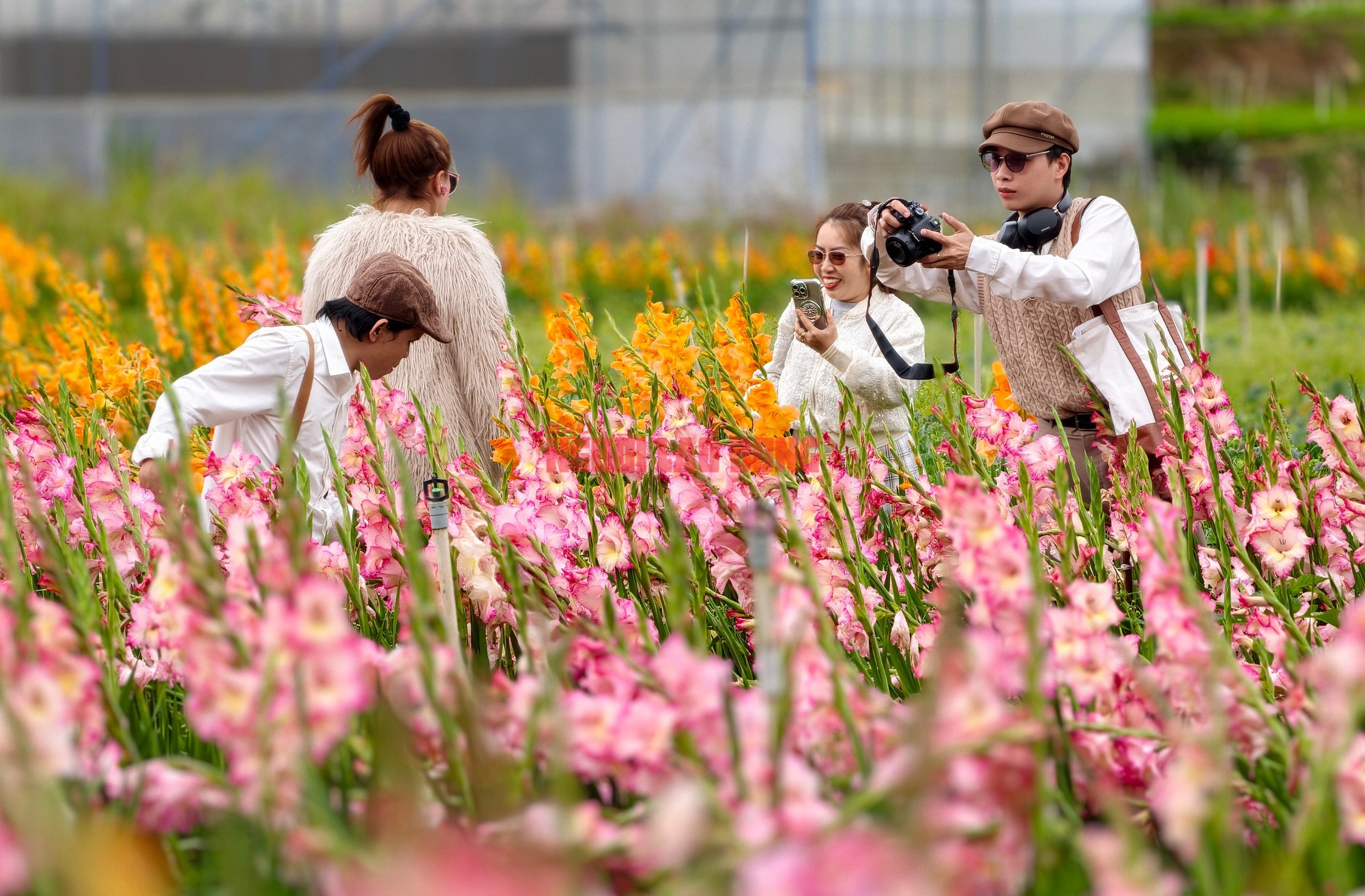 Vườn hoa lay-ơn nở muộn bất ngờ trở nên rất hot ở Đà Lạt- Ảnh 10. Vườn hoa lay-ơn nở muộn bất ngờ trở nên rất hot ở Đà Lạt- Ảnh 10.