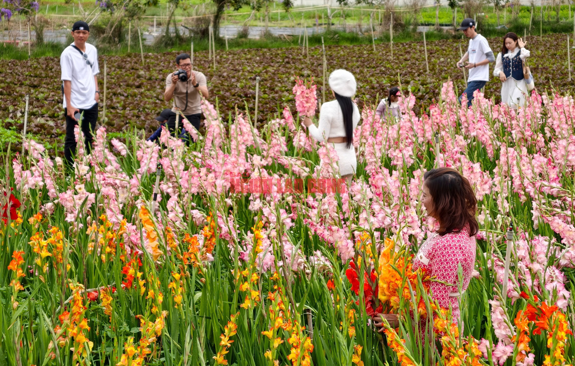 Vườn hoa lay-ơn nở muộn bất ngờ trở nên rất hot ở Đà Lạt- Ảnh 11. Vườn hoa lay-ơn nở muộn bất ngờ trở nên rất hot ở Đà Lạt- Ảnh 11.