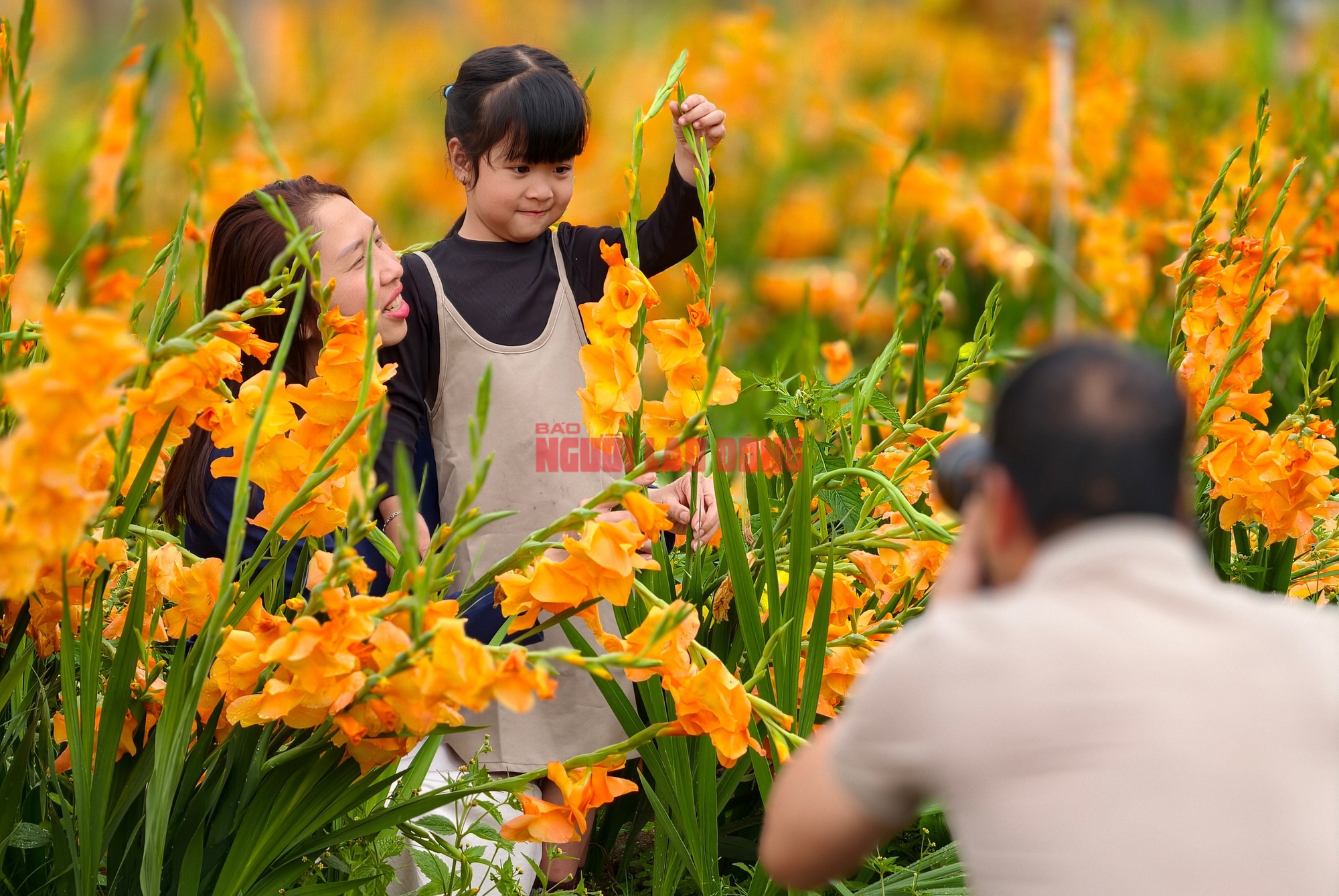 Vườn hoa lay-ơn nở muộn bất ngờ trở nên rất hot ở Đà Lạt- Ảnh 14. Vườn hoa lay-ơn nở muộn bất ngờ trở nên rất hot ở Đà Lạt- Ảnh 14.