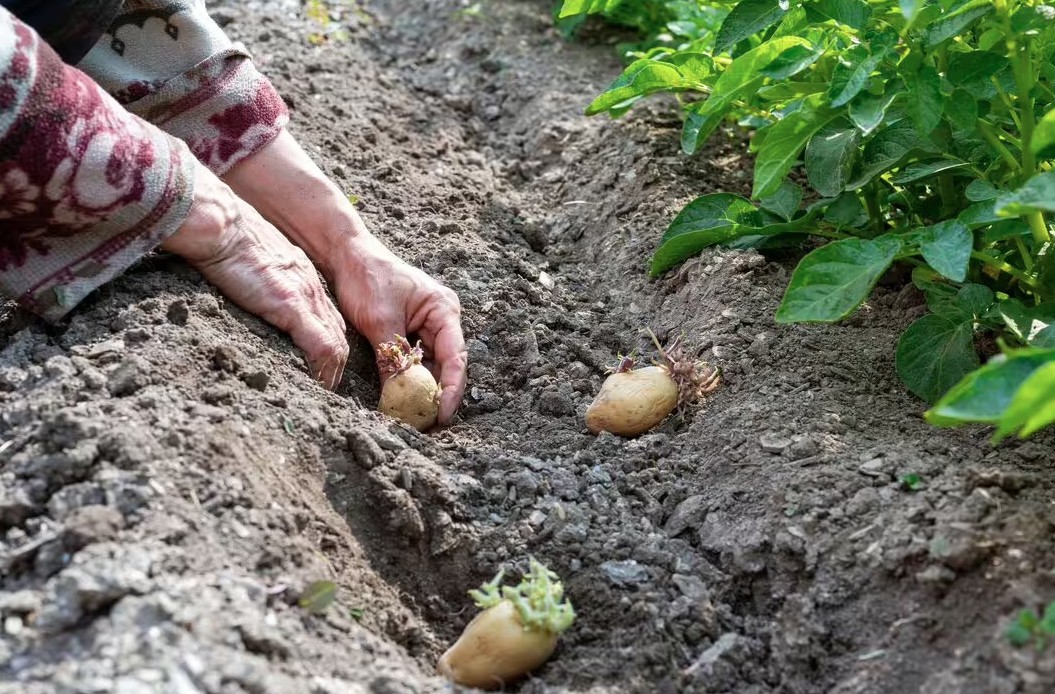 5 loại c&acirc;y n&ecirc;n được gieo trồng ngay b&acirc;y giờ- Ảnh 3.