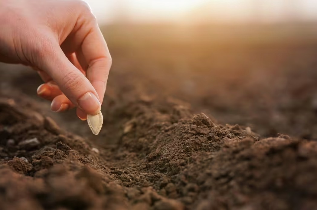 5 loại c&acirc;y n&ecirc;n được gieo trồng ngay b&acirc;y giờ- Ảnh 1.