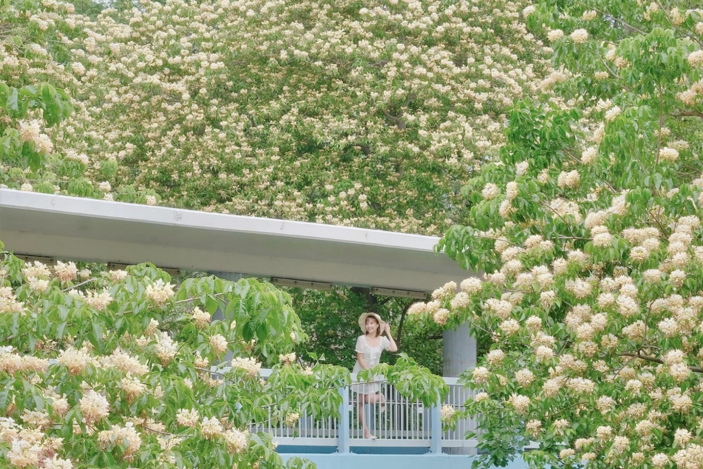 Rong chơi xứ Cảng Thơm trong mùa xuân- Ảnh 1. Rong chơi xứ Cảng Thơm trong mùa xuân- Ảnh 1.