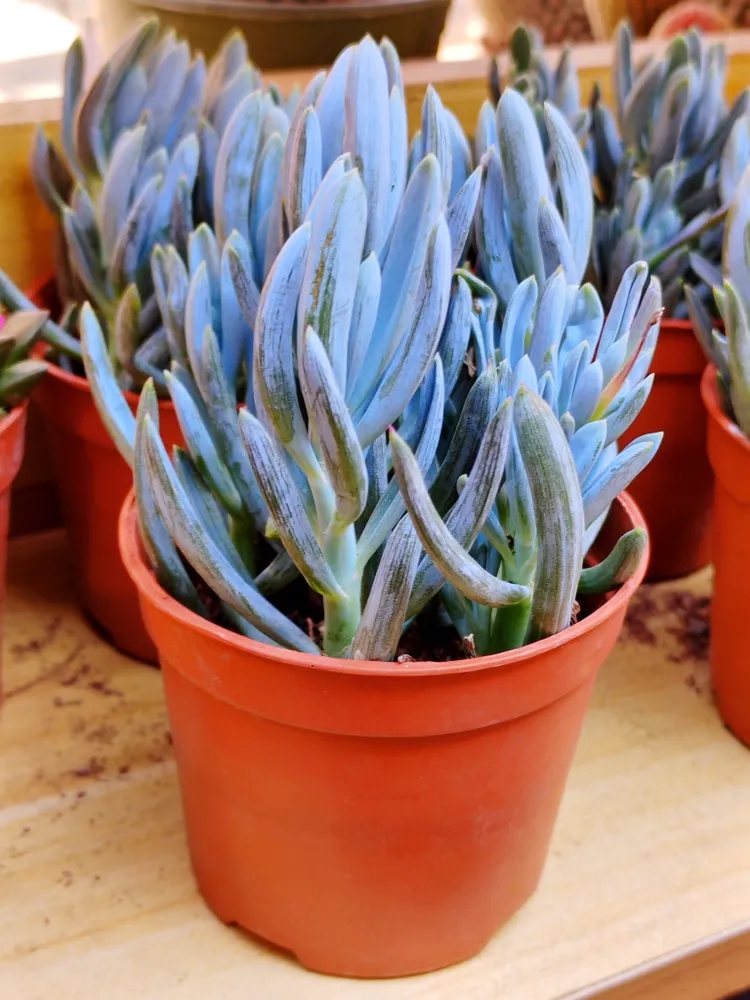 9 loại c&acirc;y trồng trong nh&agrave; được ưa chuộng nhất năm 2026- Ảnh 9.