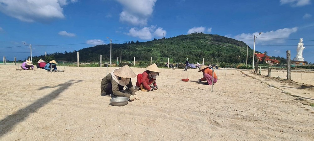 Gia vị d&acirc;n d&atilde; của Việt Nam trồng tại nơi đặc biệt trở th&agrave;nh "v&agrave;ng trắng": Gi&aacute; đến 1,5 triệu đồng/kg- Ảnh 1.