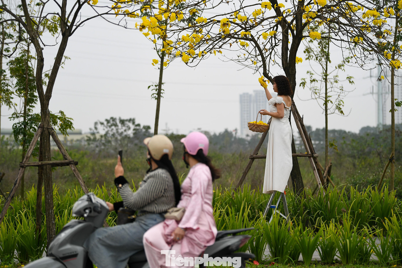 Đổ x&ocirc; check-in đường hoa phong linh rực rỡ nhất Thủ đ&ocirc;- Ảnh 10.
