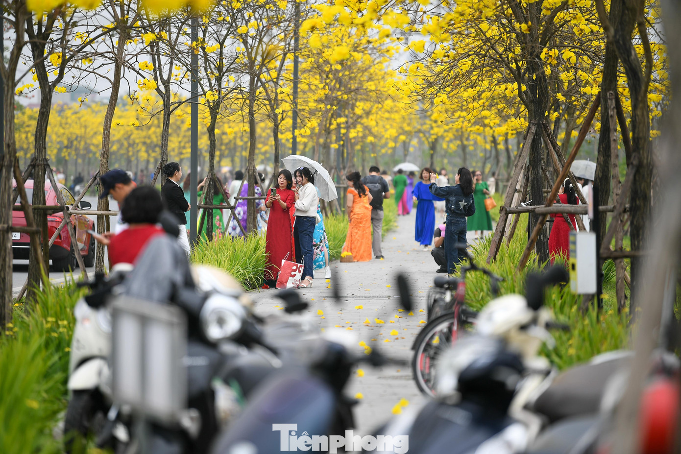 Đổ x&ocirc; check-in đường hoa phong linh rực rỡ nhất Thủ đ&ocirc;- Ảnh 8.
