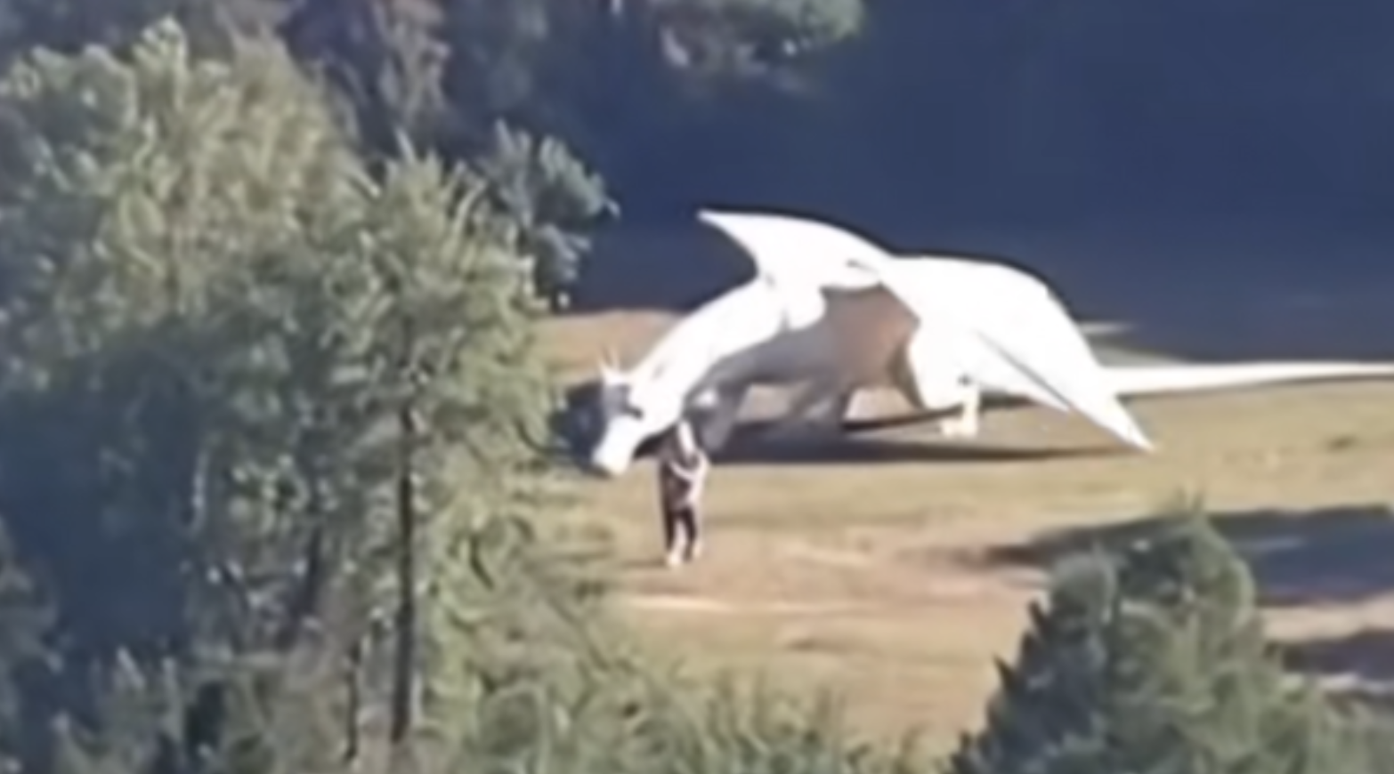 Xôn xao video "rồng trắng" tại cơ sở bí mật của Trung Quốc: Sự thật khiến dân mạng ngỡ ngàng- Ảnh 2. Xôn xao video "rồng trắng" tại cơ sở bí mật của Trung Quốc: Sự thật khiến dân mạng ngỡ ngàng- Ảnh 2.