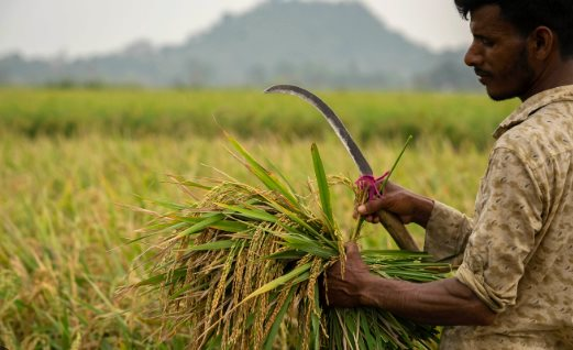 Tin buồn với Th&aacute;i Lan, Việt Nam: Một quốc gia Đ&ocirc;ng Nam &Aacute; cấm nhập khẩu 12 mặt h&agrave;ng từ 2026 - gạo, đường, bị ảnh hưởng- Ảnh 1.