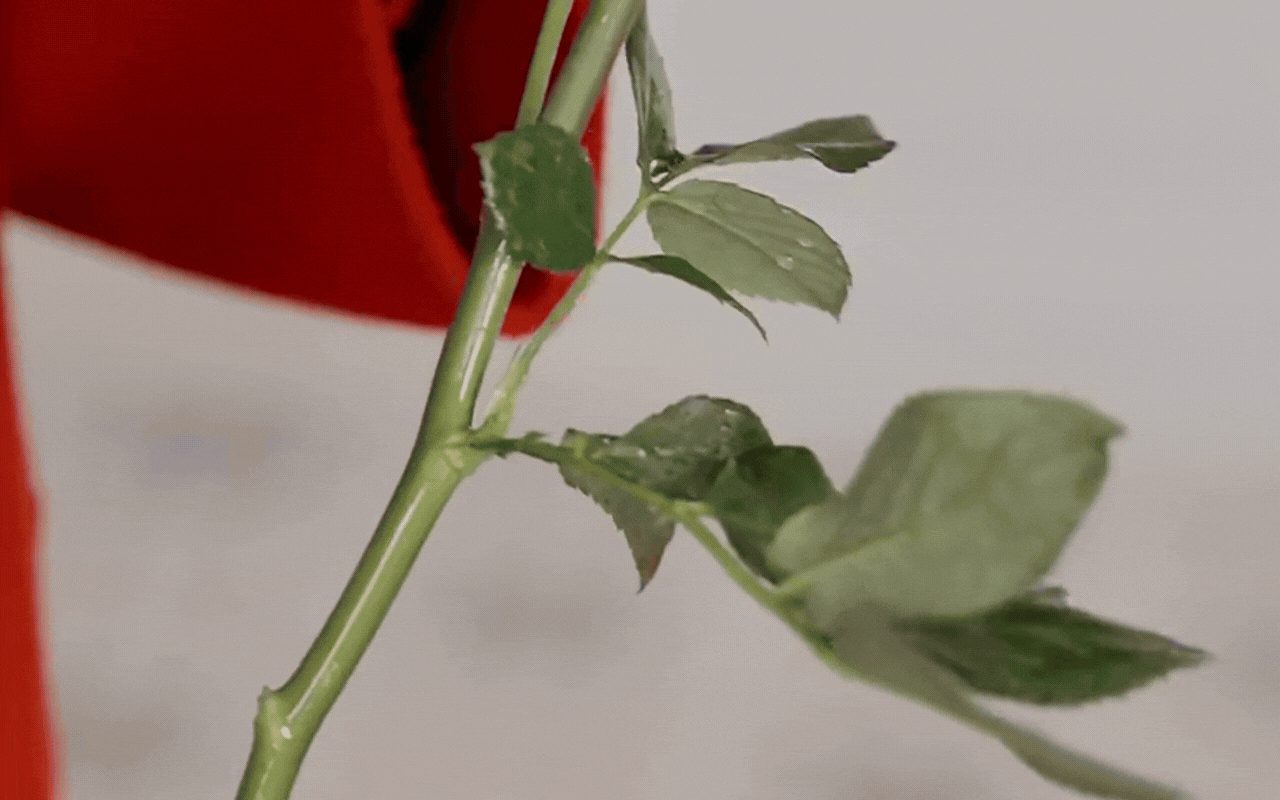 Học "chị đẹp" B&agrave;o L&ocirc;i cắm hoa hồng chơi Tết: Đẹp lạ hay "sai qu&aacute; sai" m&agrave; khiến 12 ngh&igrave;n người tranh c&atilde;i nảy lửa?- Ảnh 5.