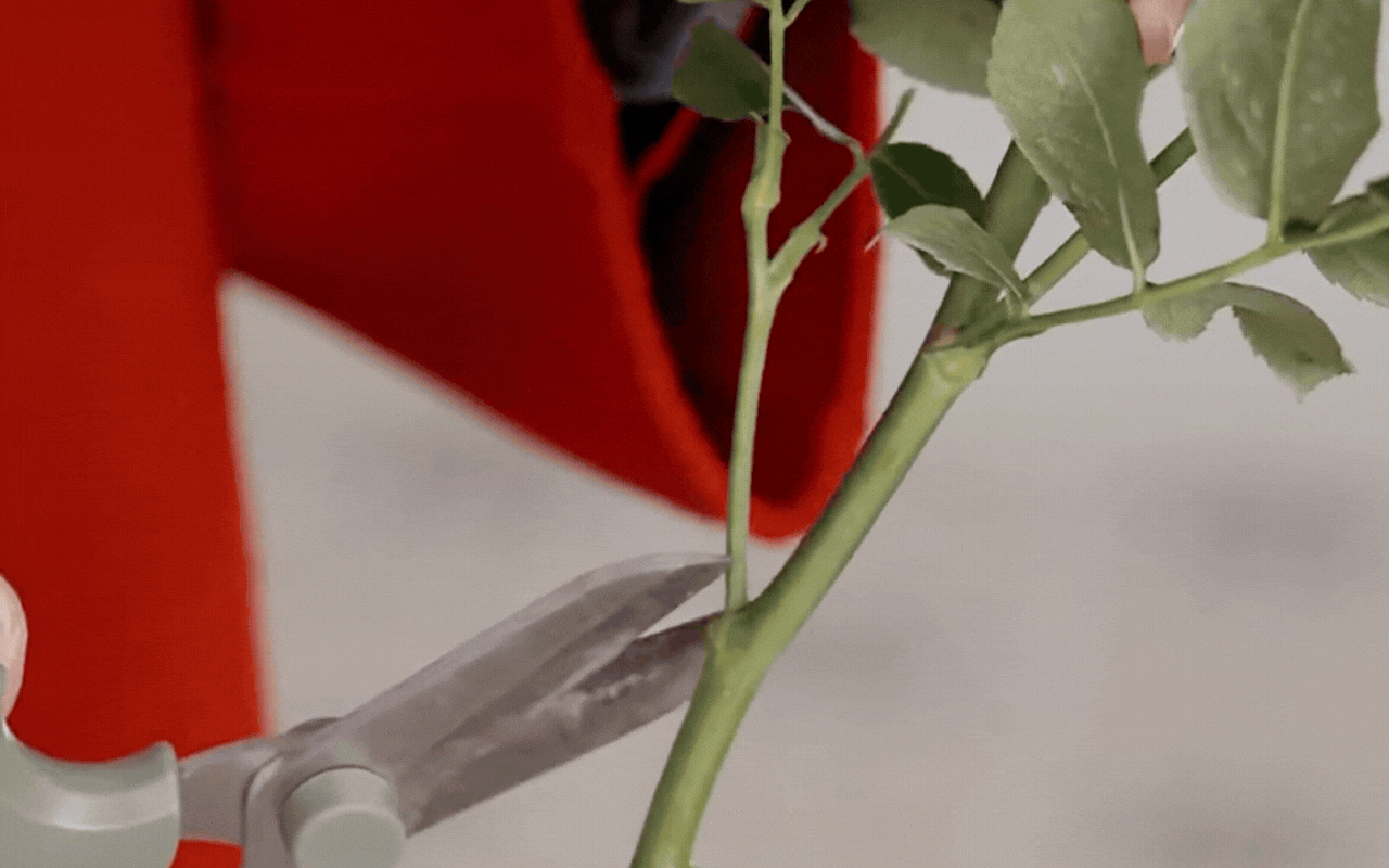 Học "chị đẹp" B&agrave;o L&ocirc;i cắm hoa hồng chơi Tết: Đẹp lạ hay "sai qu&aacute; sai" m&agrave; khiến 12 ngh&igrave;n người tranh c&atilde;i nảy lửa?- Ảnh 6.